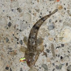 淀川ハクパターン‼コチ（マゴチ）⁇⁇